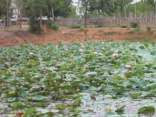 distribution-at-tang-krasang-7