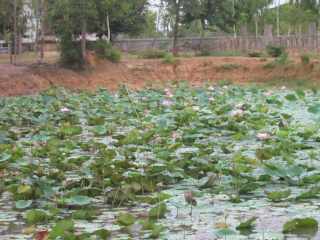 antungang-trapang-raung-008